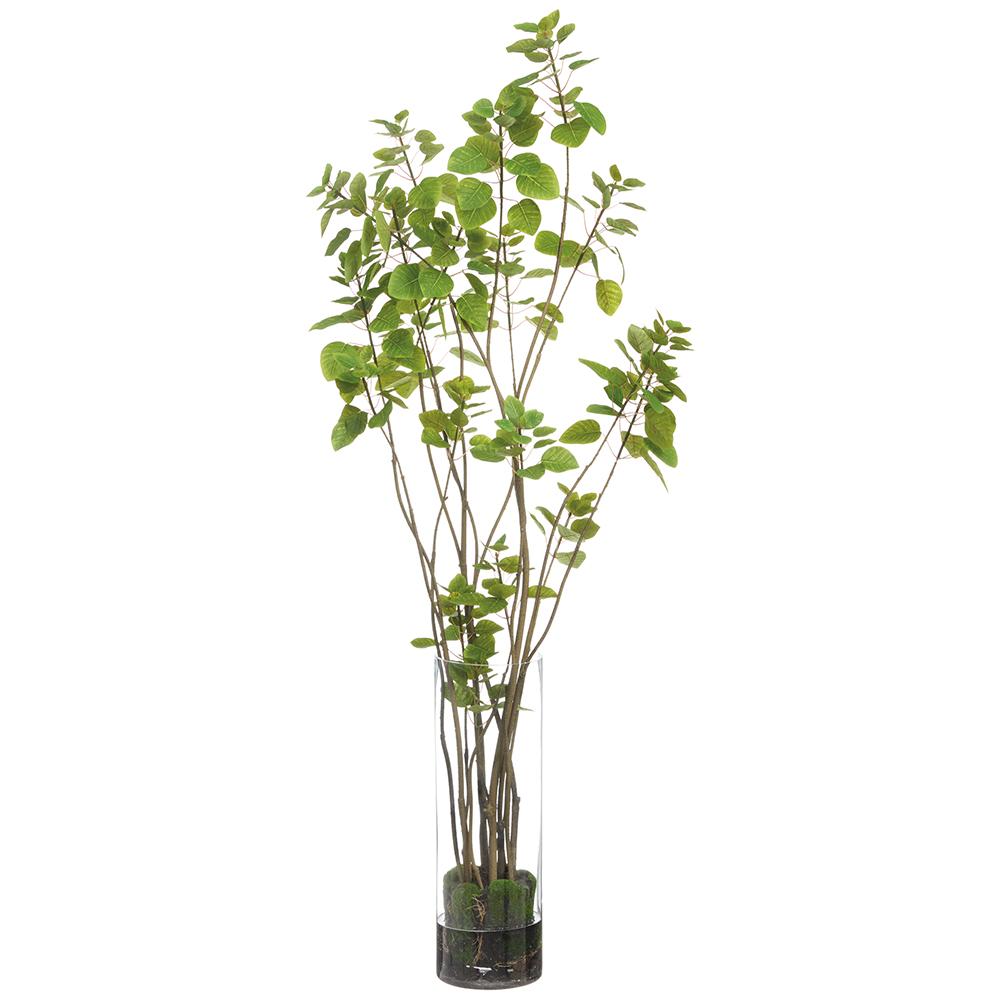 Cotinus Plant in Tall Glass Vase 69"H