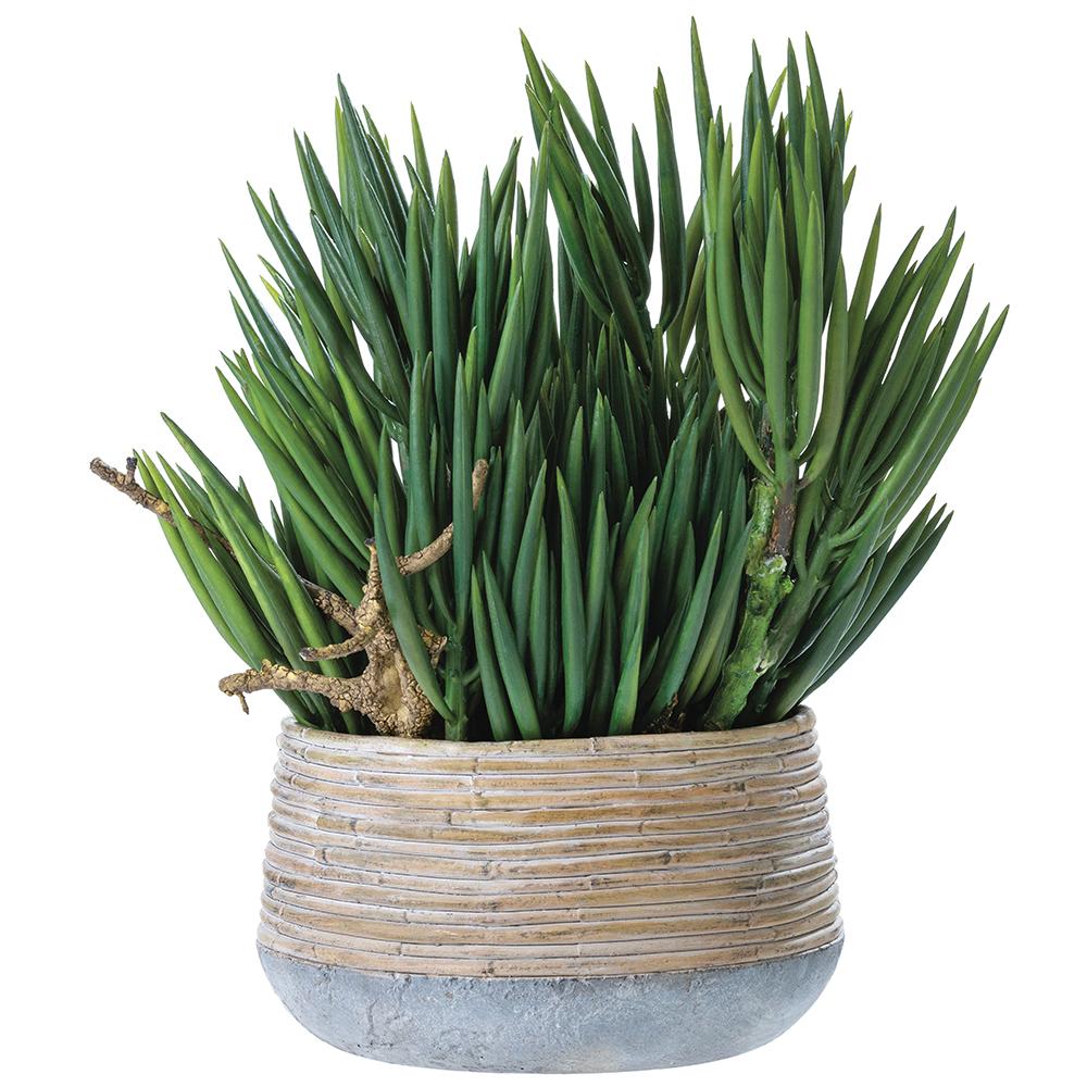 Senecio/Wood in Cement Planter