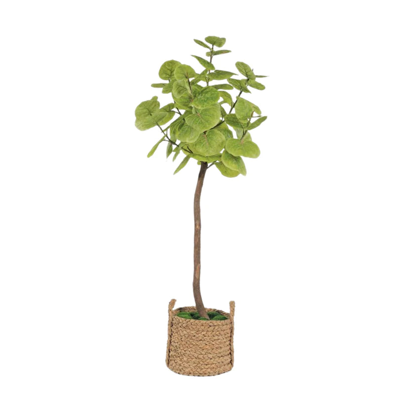 sea grape vs fiddle leaf fig 8' Green Sea Grape Tree in Wicker Planter with Mood Moss - 30"x8' | Cadieux Interiors